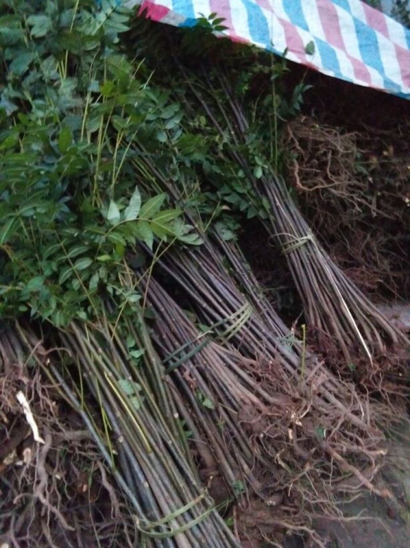 香椿苗80cm以上大棚