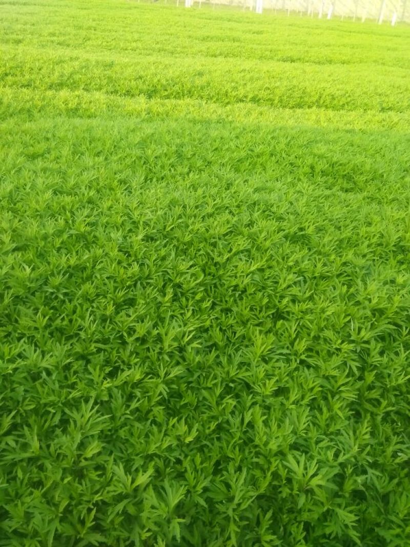 芦篙