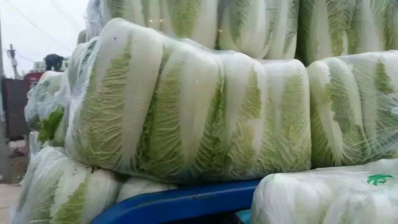 黄心白菜净菜4~6斤