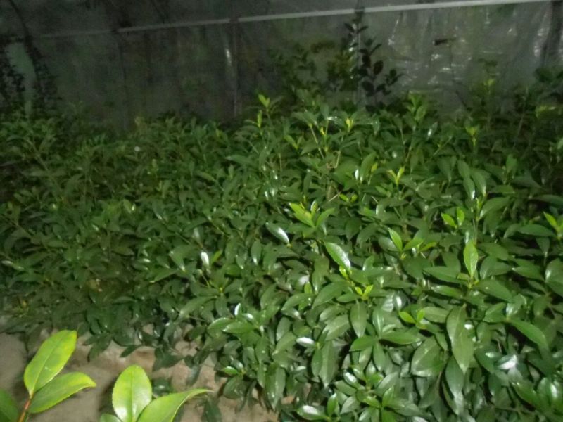 雀舌栀子苗30~40cm