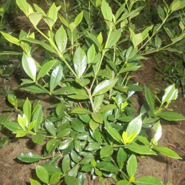 雀舌栀子苗30~40cm