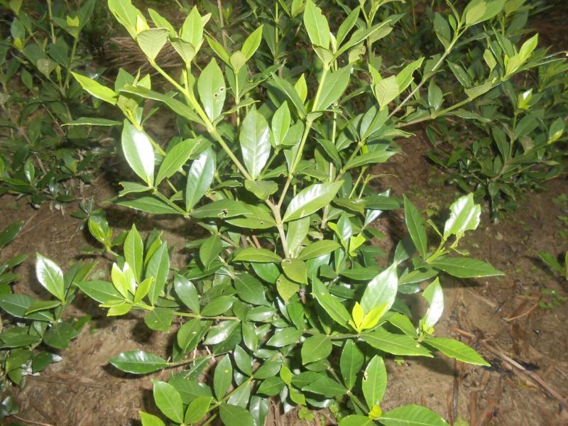 雀舌栀子苗30~40cm