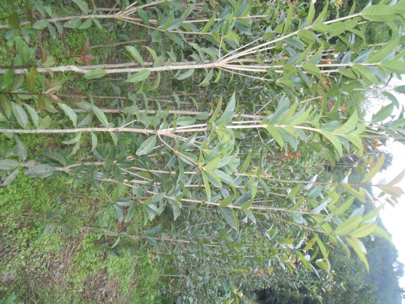桂花苗150cm以上定干，径粗2到3公分