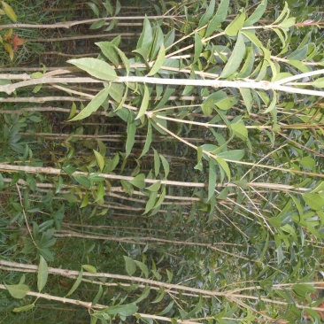 桂花苗150cm以上定干，径粗2到3公分