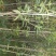桂花苗150cm以上定干，径粗2到3公分