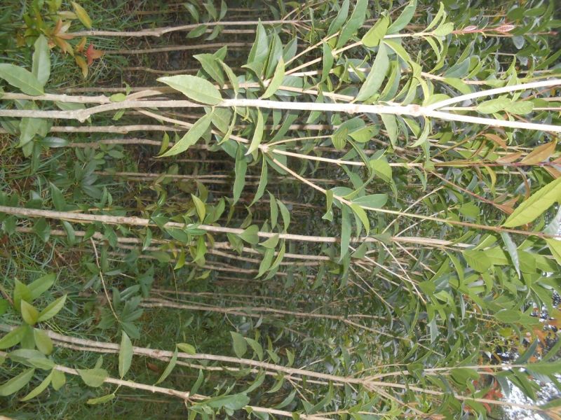 桂花苗150cm以上定干，径粗2到3公分