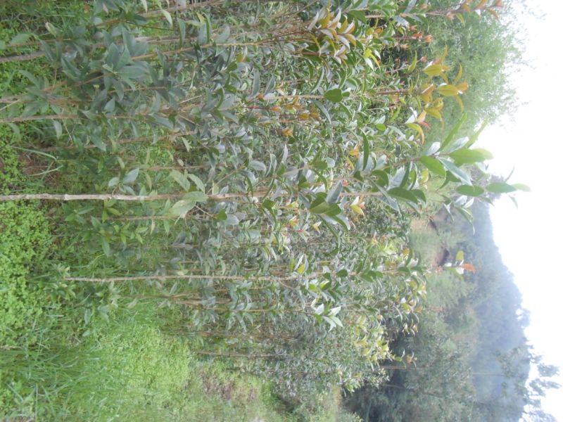 桂花苗150cm以上定干，径粗2到3公分