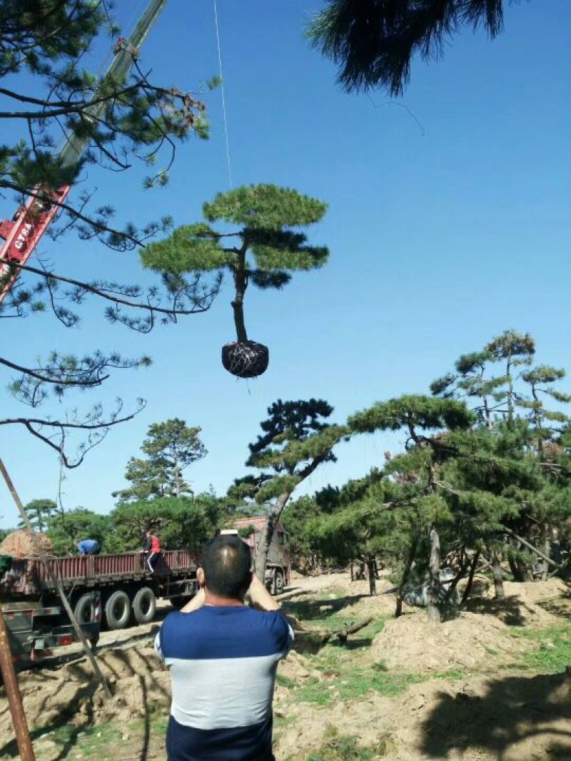 造型松14公分