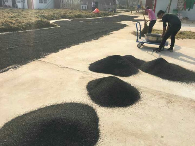 冬绿夏青袋装