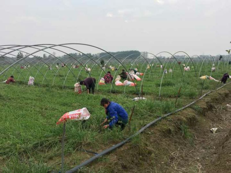 冬绿夏青袋装