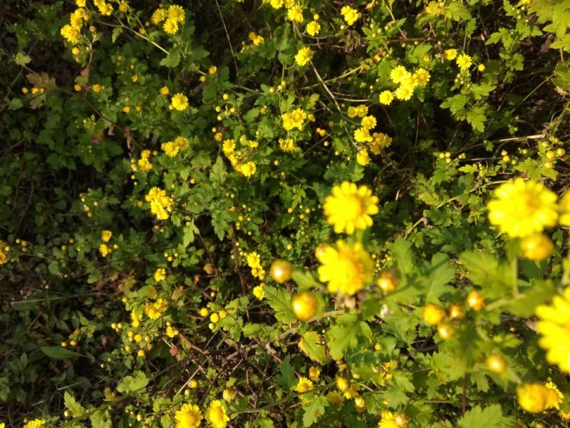 野菊花散装
