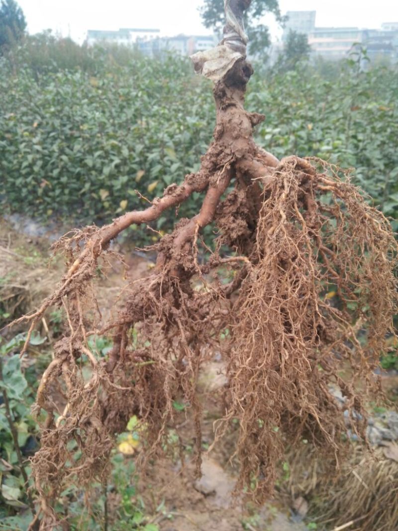 红心猕猴桃苗自产自销，现挖现发