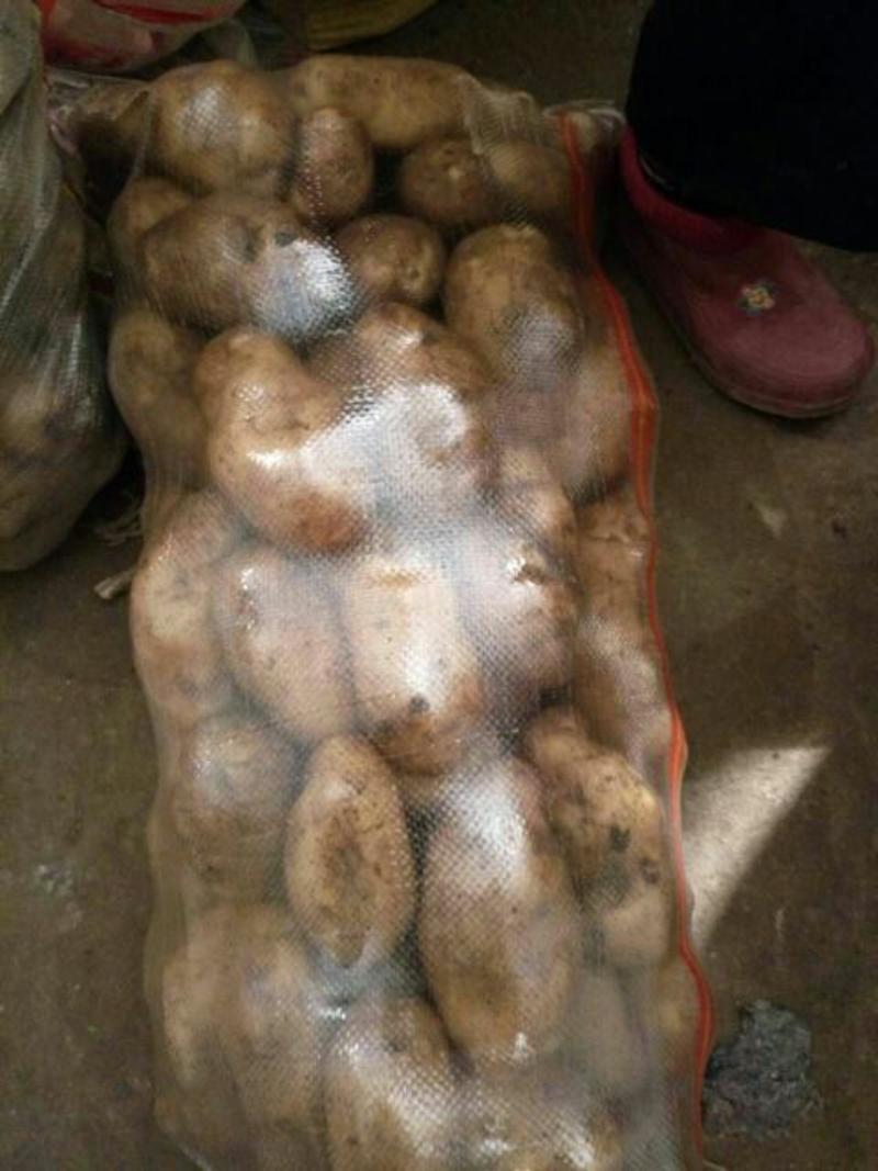 荷兰十五土豆通货3两以上
