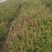 蓝莓苗50~80cm2年以上基地直销价格公道
