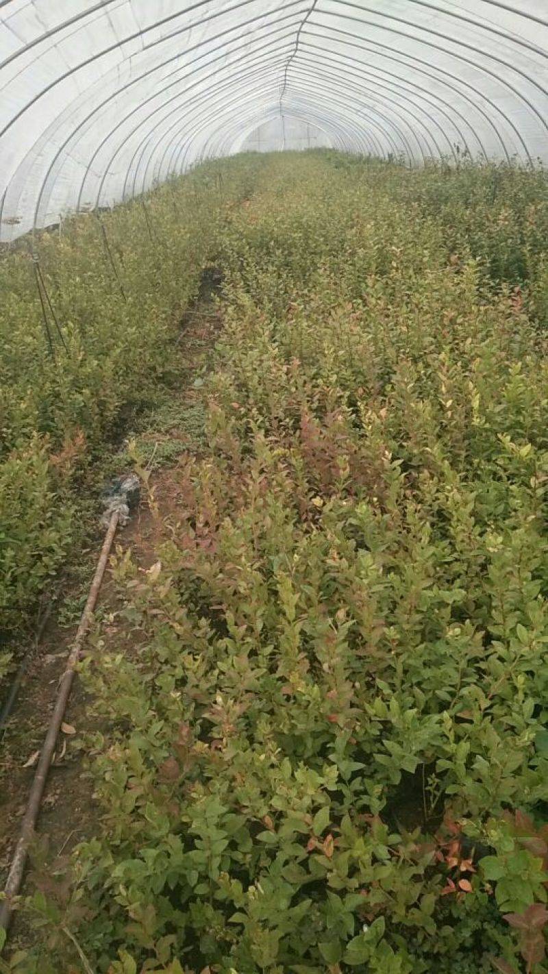 蓝莓苗50~80cm2年以上基地直销价格公道