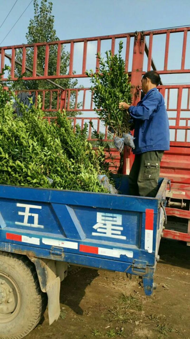 大叶黄杨苗河北省保定市常年供应60~70cm