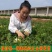 金银花1米以下