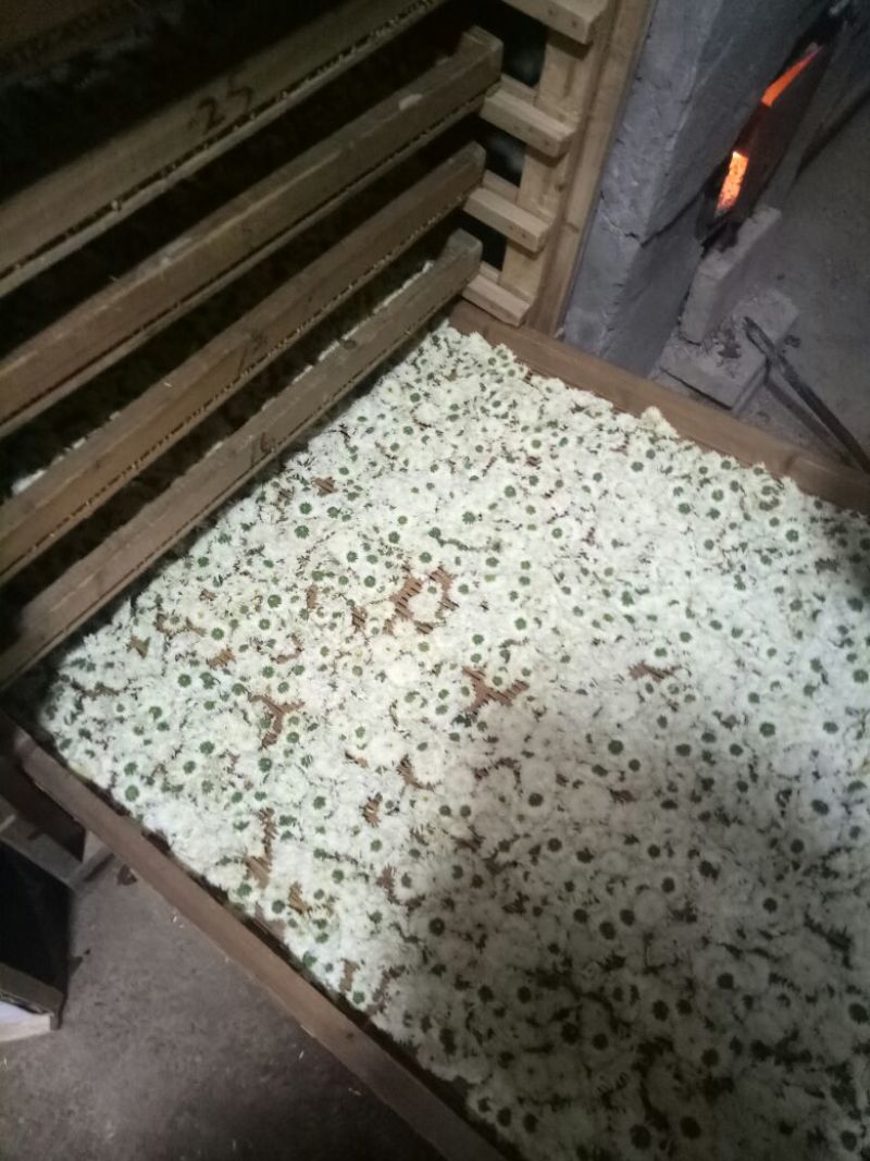 黄山贡菊一级
