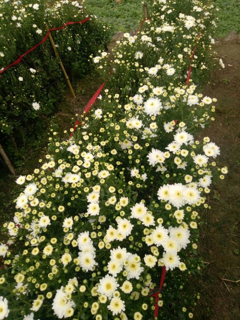 黄山贡菊一级