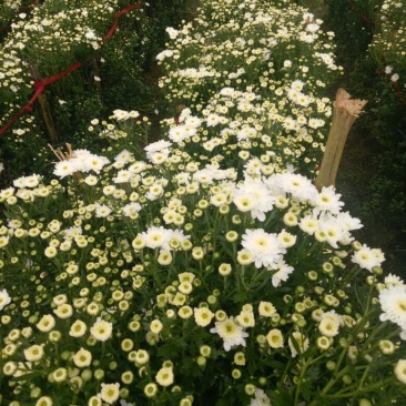 黄山贡菊一级