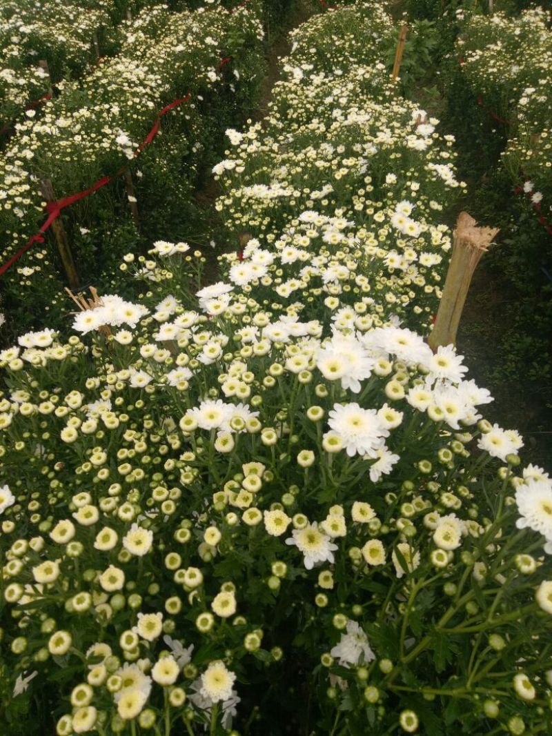 黄山贡菊一级