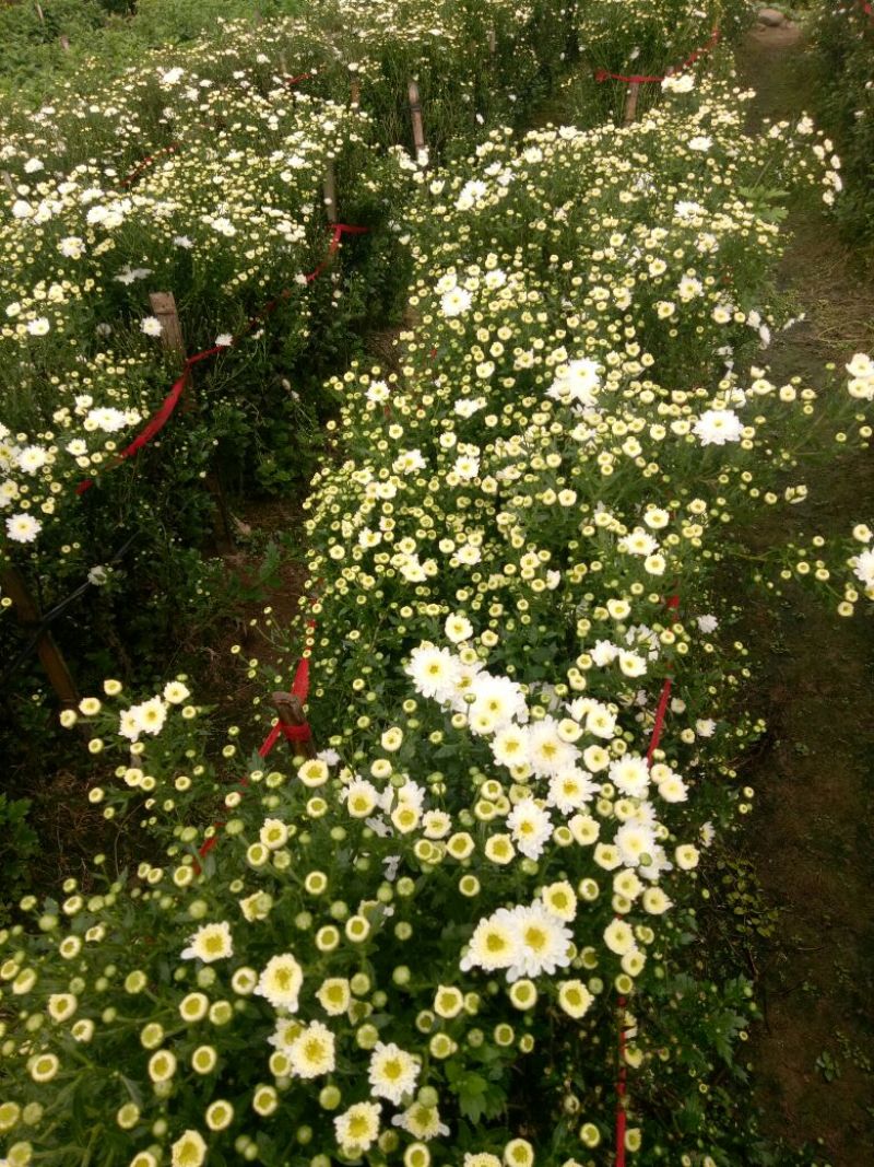 黄山贡菊一级