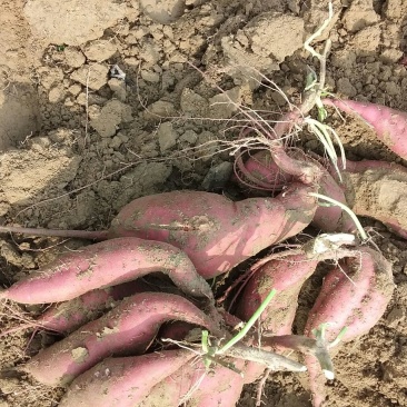 商薯19商品薯白心3两以上
