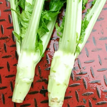 棒菜5两以上