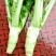 棒菜5两以上