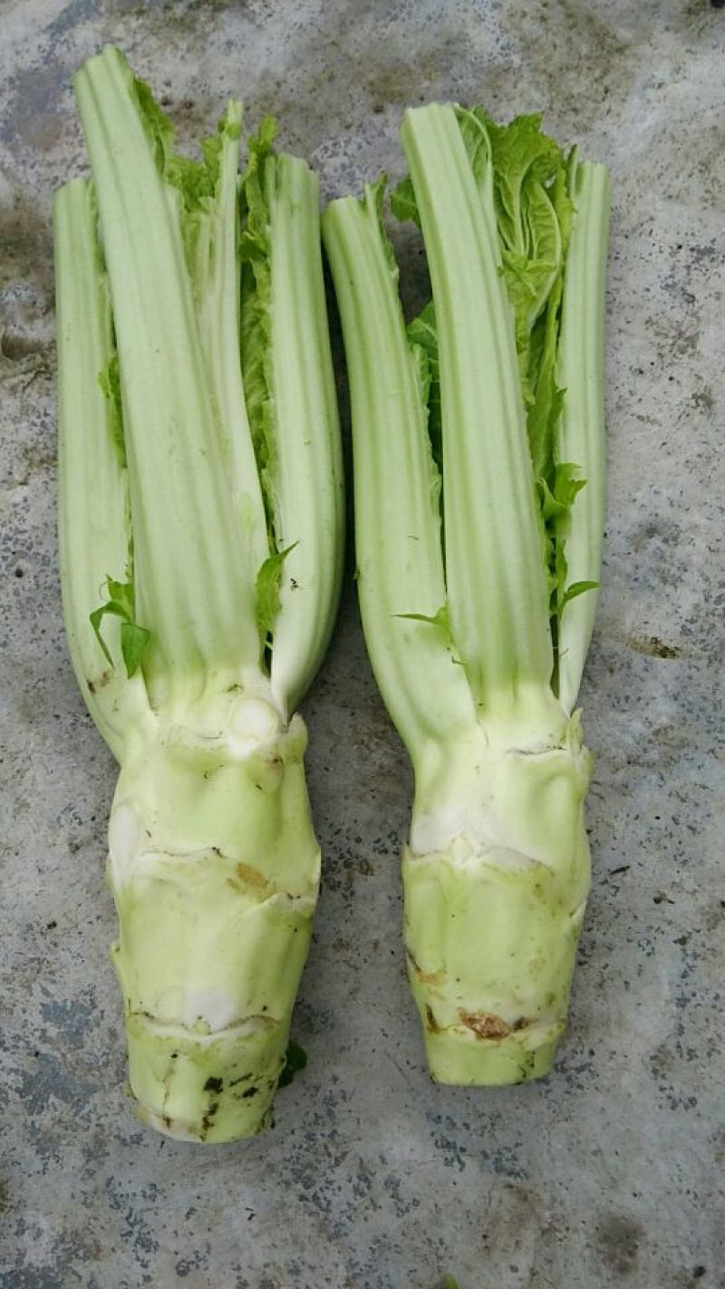 棒菜5两以上
