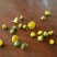 野菊花散装