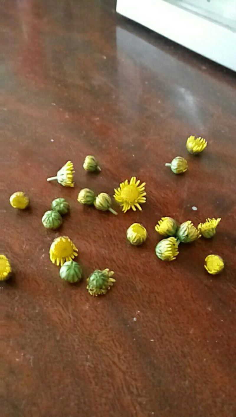 野菊花散装