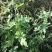 野菊花散装