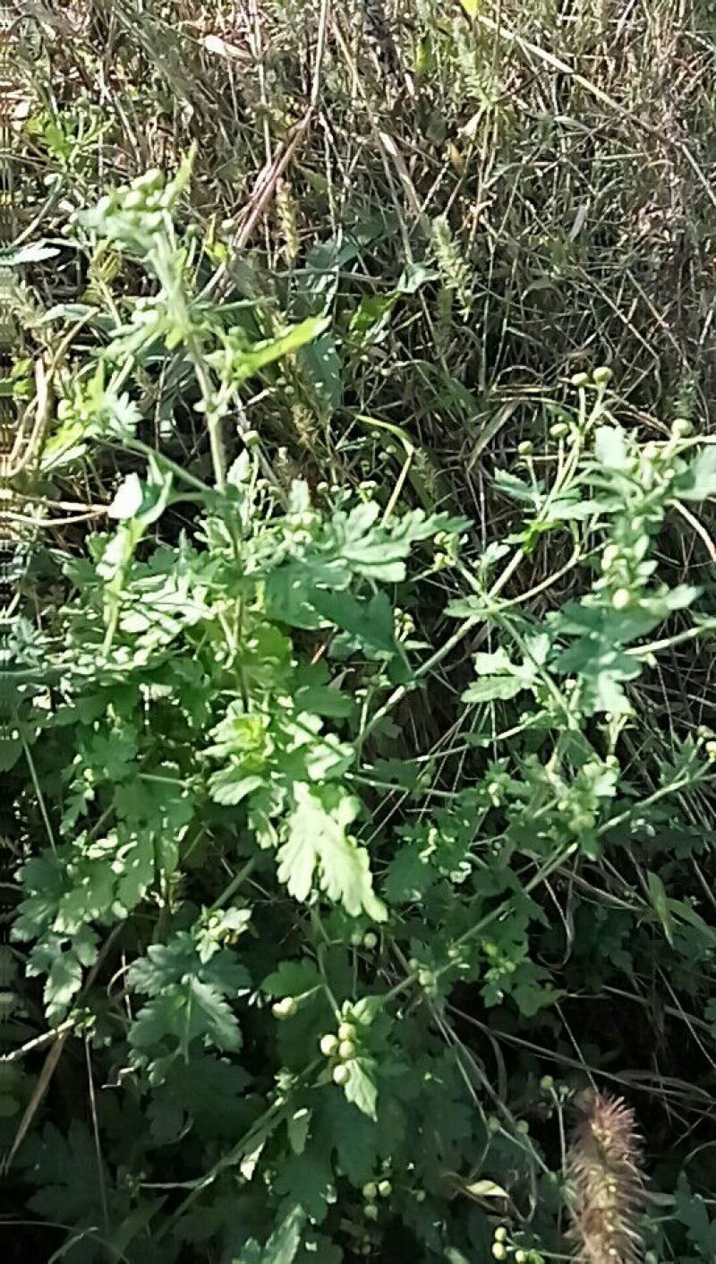 野菊花散装