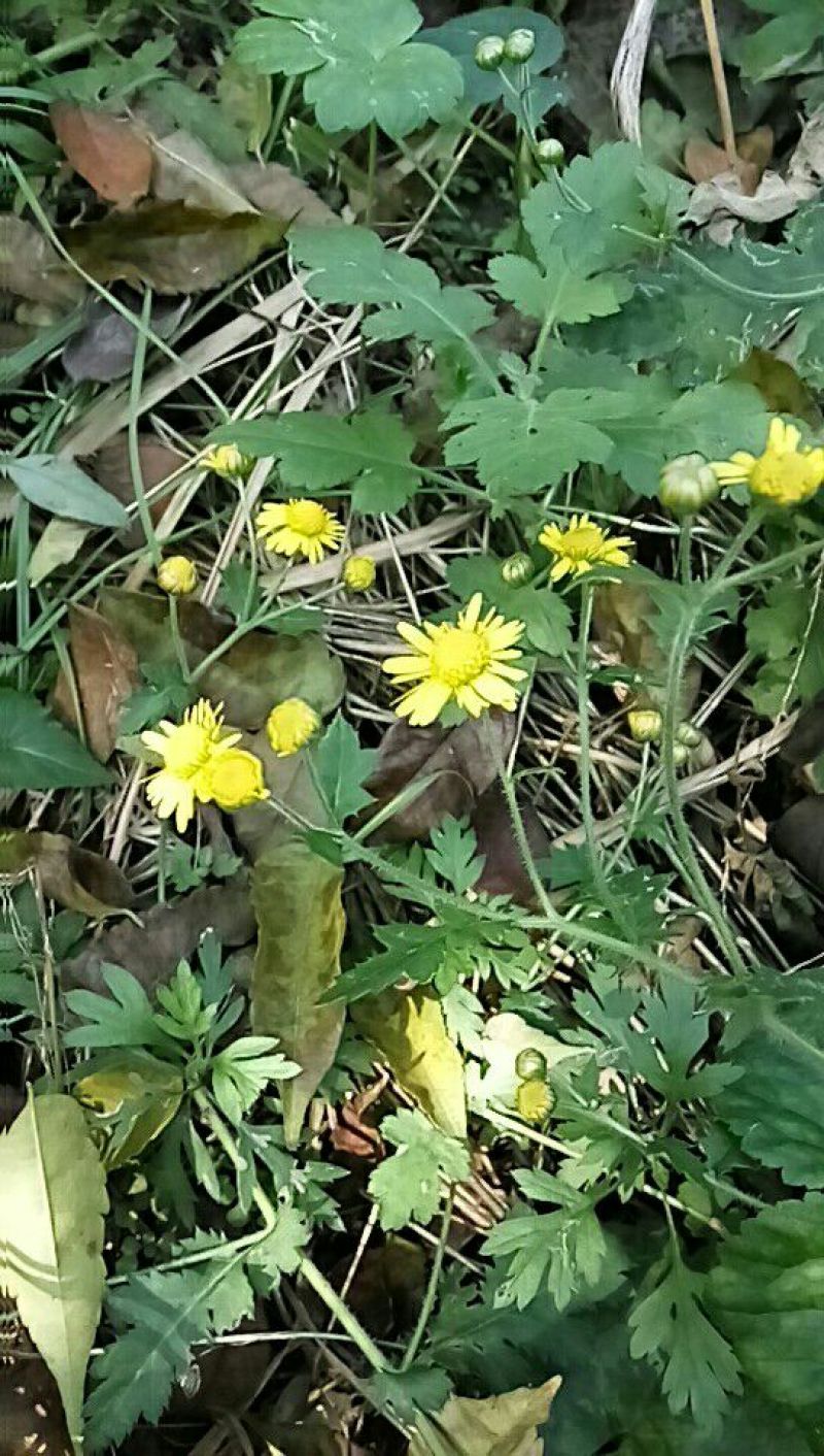 野菊花散装