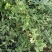 野菊花散装