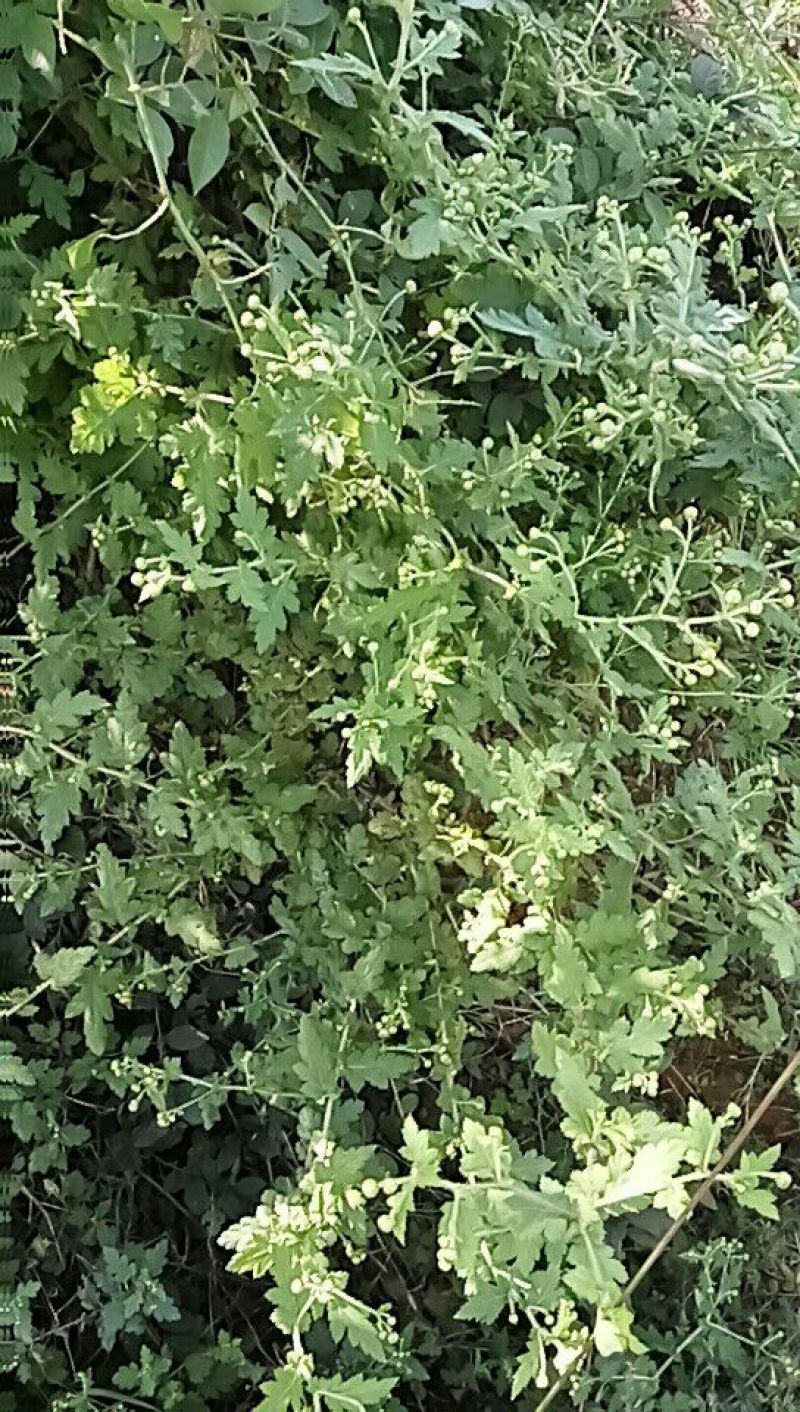 野菊花散装