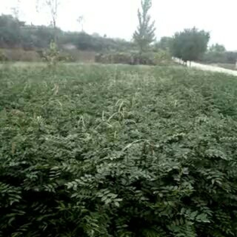 大红袍花椒苗1~2年