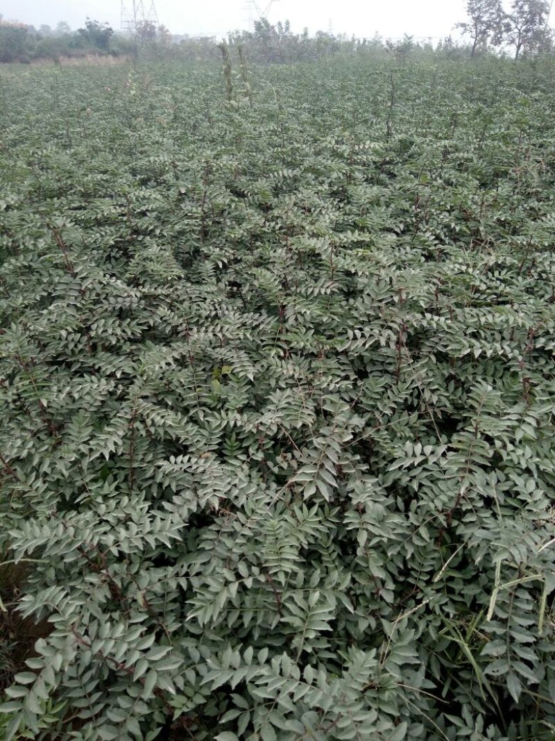 大红袍花椒苗1~2年