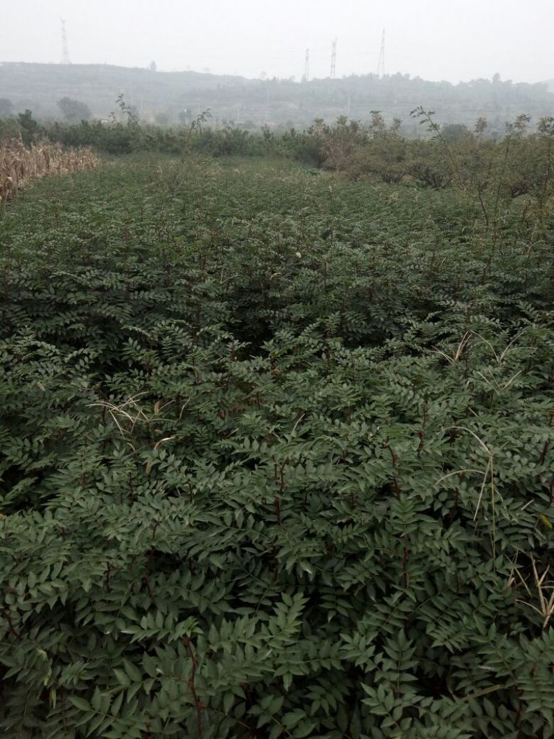 大红袍花椒苗1~2年
