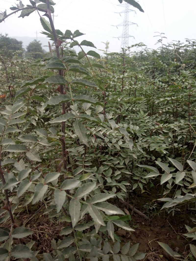 大红袍花椒苗1~2年