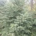 荒山转让50年以上101~1000亩