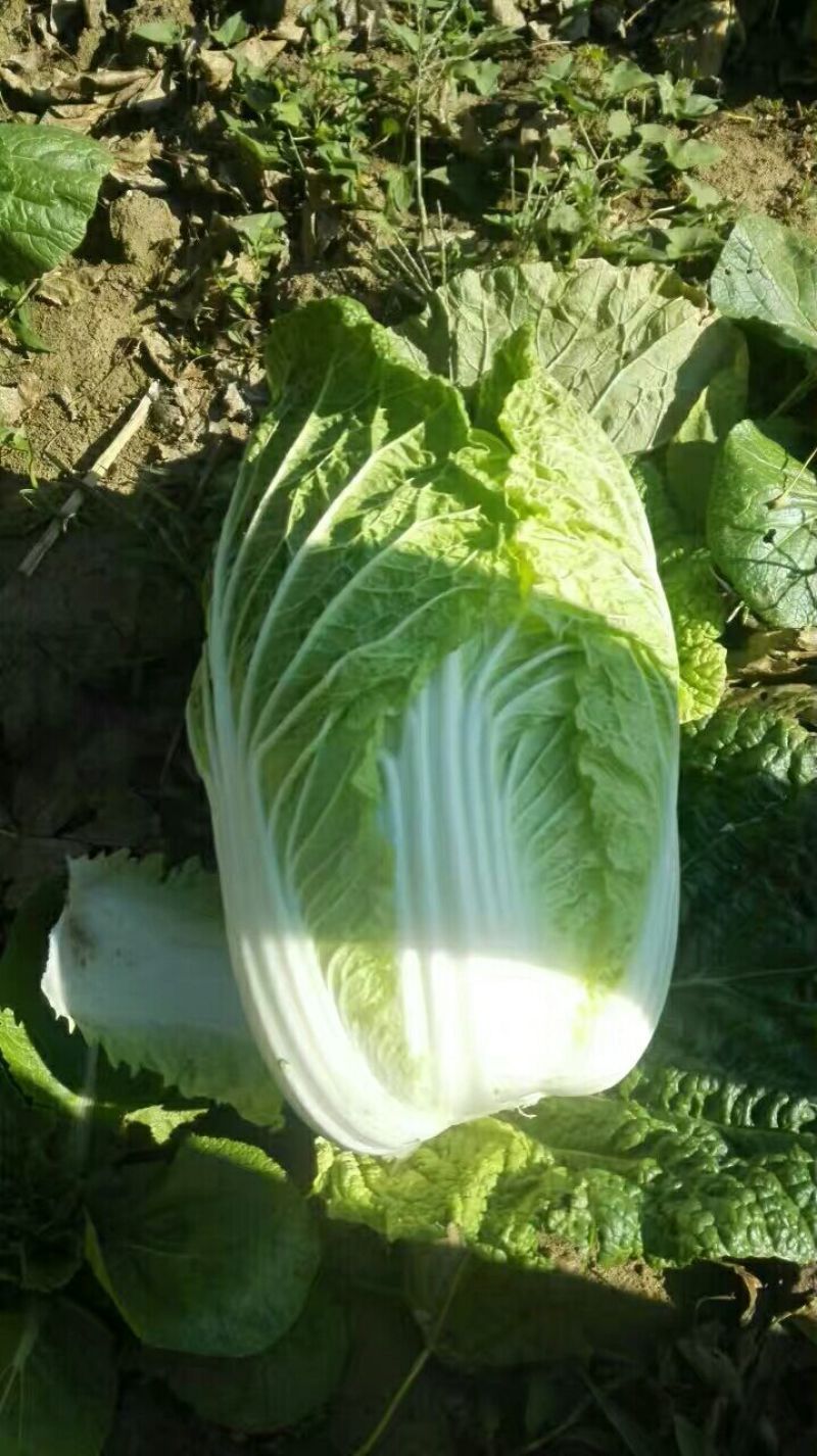 精品矮棵黄心白菜、货源充足、价格合理丶质量保证