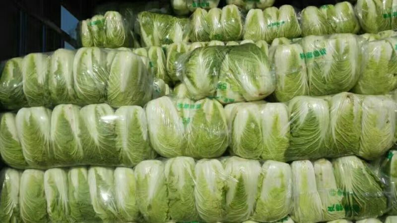 精品矮棵黄心白菜、货源充足、价格合理丶质量保证