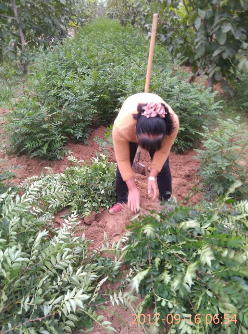 高产量韩城大红袍黄盖，狮子头花椒苗现挖现发