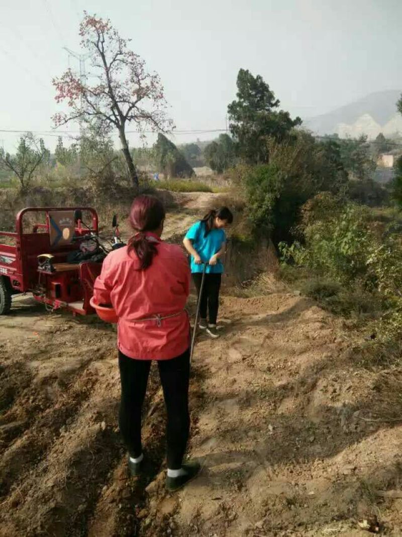 陕西韩城花椒苗1~2年，狮子头黄盖花椒苗