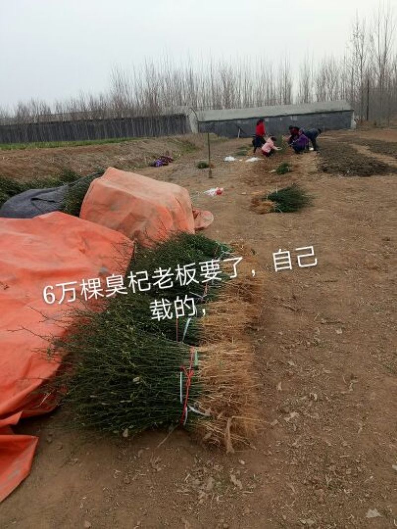 枸橘苗子，货原充足，保质保量，也叫臭杞，积克苗子。