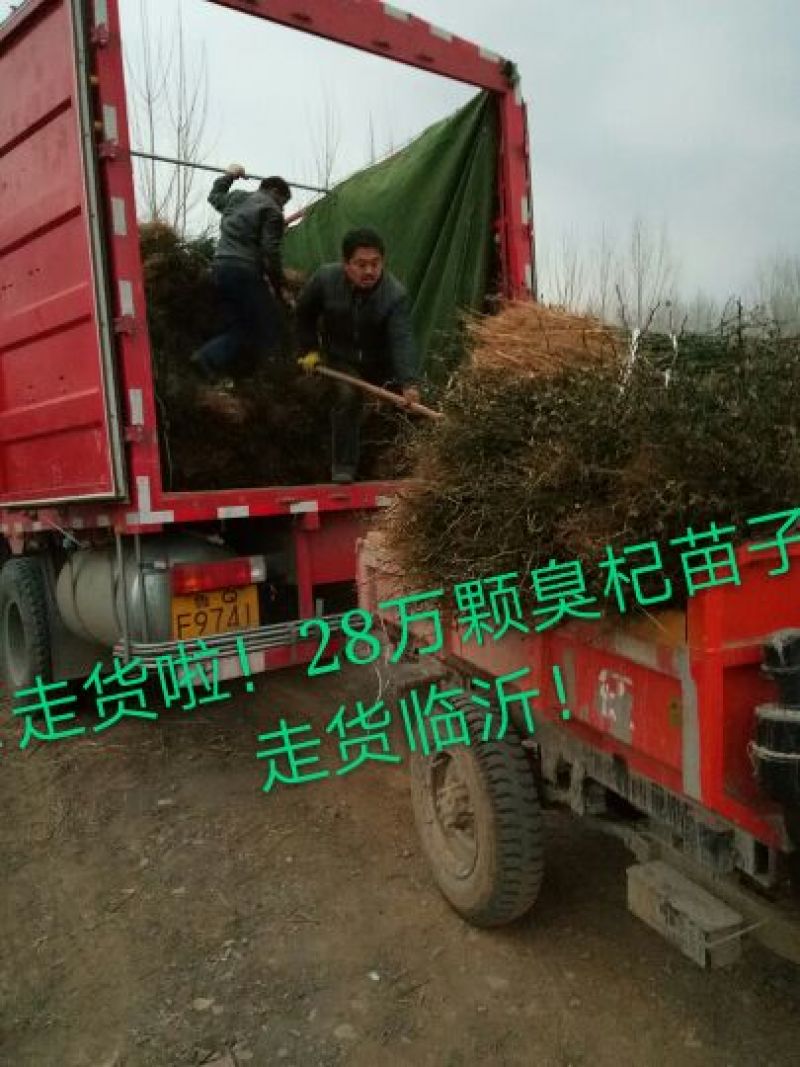 枸橘苗子，货原充足，保质保量，也叫臭杞，积克苗子。