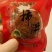 柿饼送红富士苹果一斤