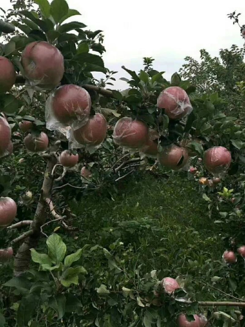 红富士苹果75mm以上膜袋